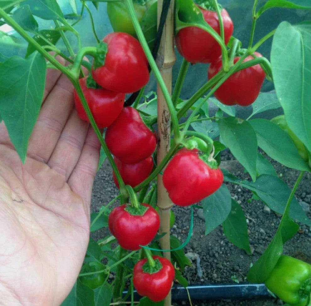 Mini poivrons rouges