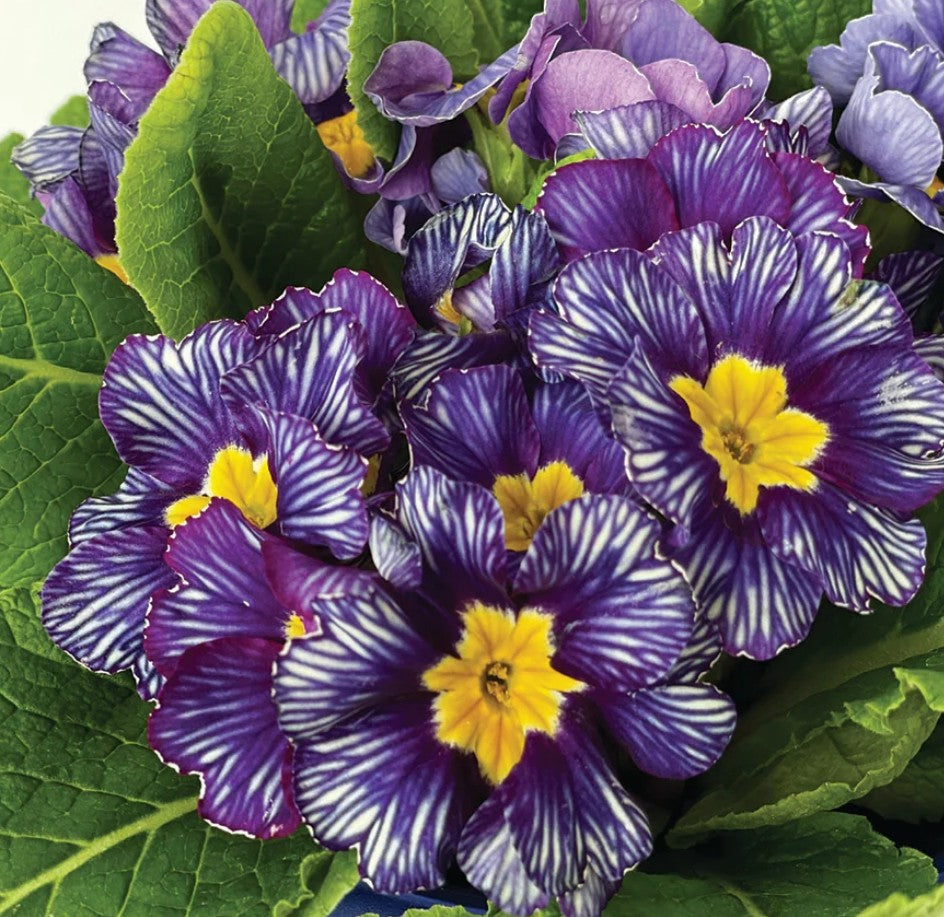 Primula Bonneli