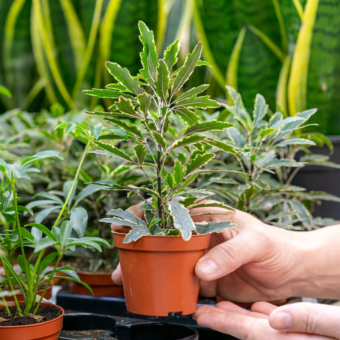 Des herbes aromatiques faciles à cultiver à la maison toute l'année