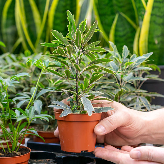 Des herbes aromatiques faciles à cultiver à la maison toute l'année