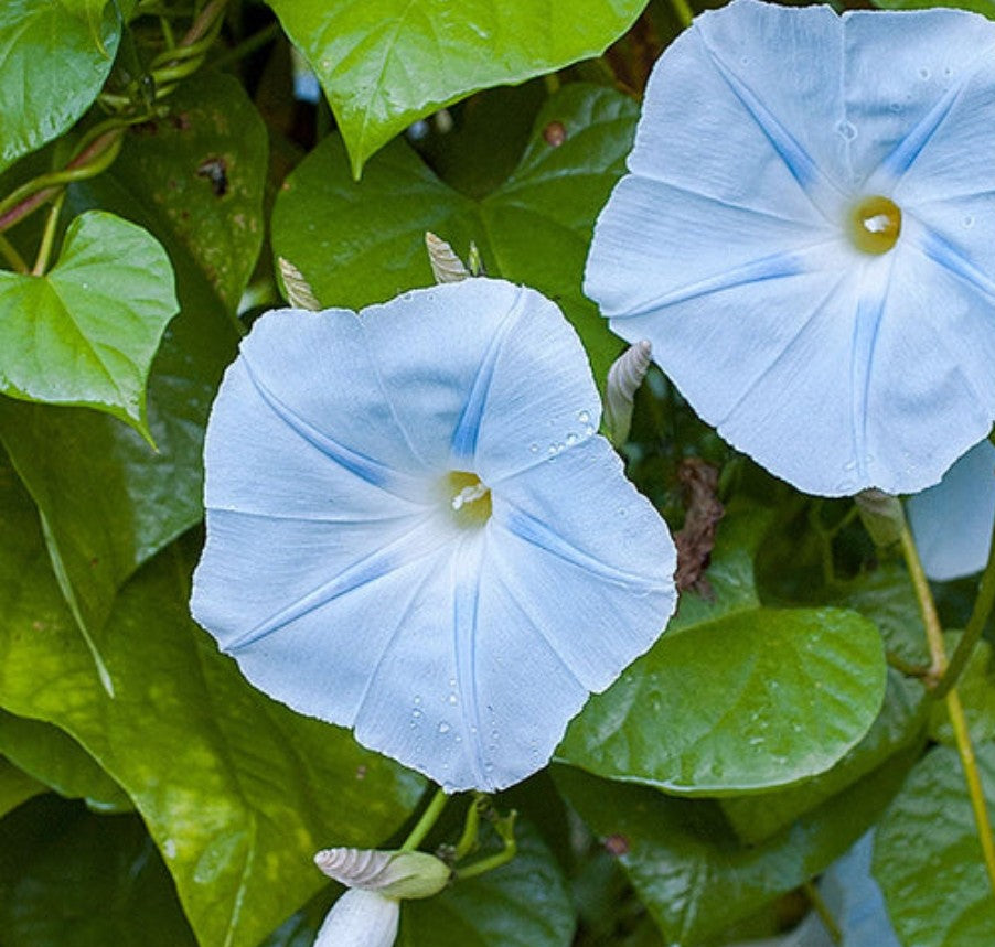 blue star morning glory