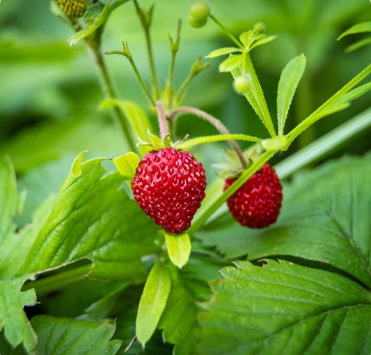 fraises alexandria