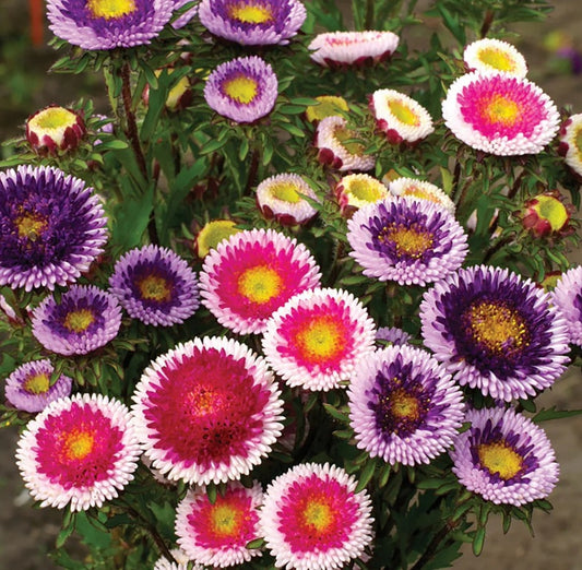Fleurs Aster Hi-No-Maru mix