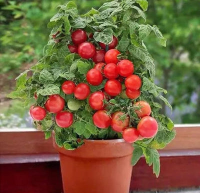 Tomates Tiny Tim