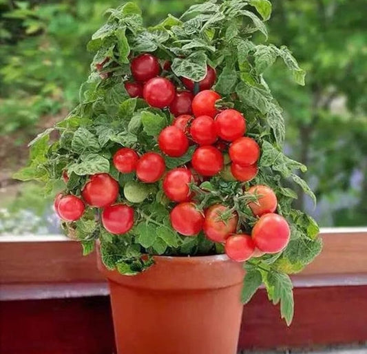 Tomates Tiny Tim