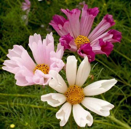 Cosmos Sea Shells