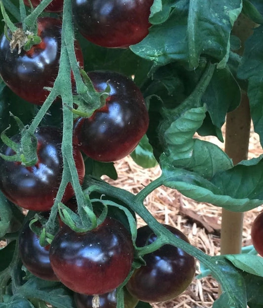 Tomates blueberry
