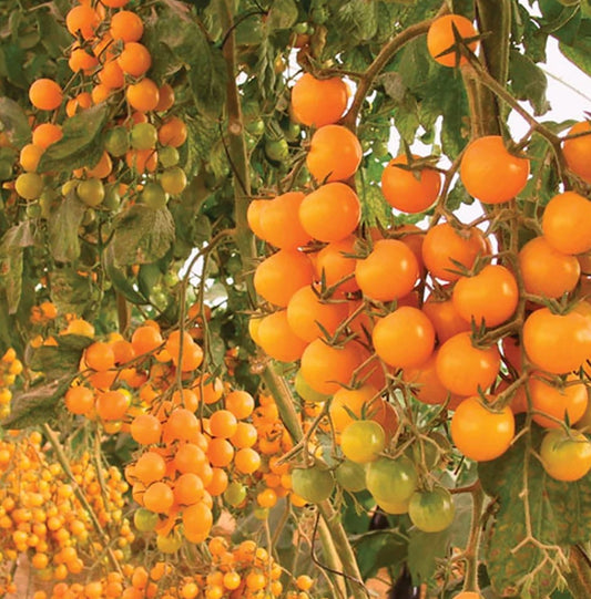 Tomates Esterina hybride biologiques