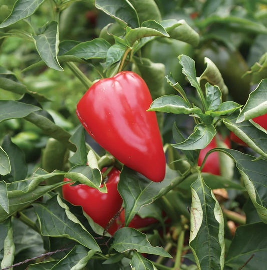 Poivrons douce Salsa biologiques