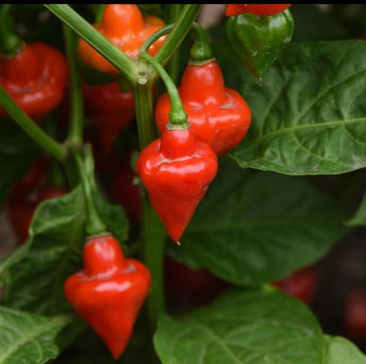 Plants de Piment Toupie Spinning Top