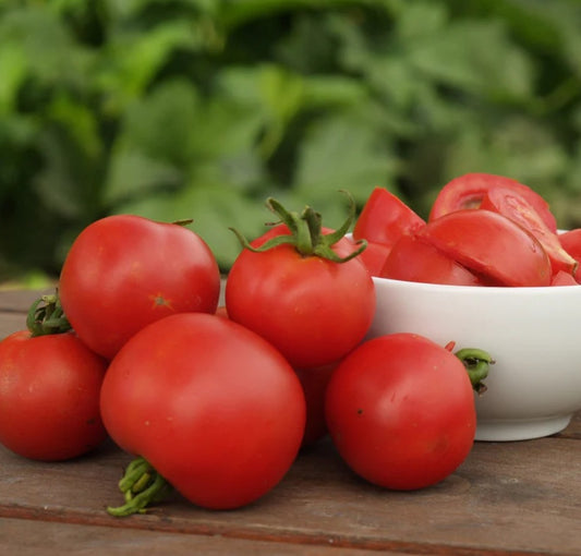 Tomates Matina biologiques