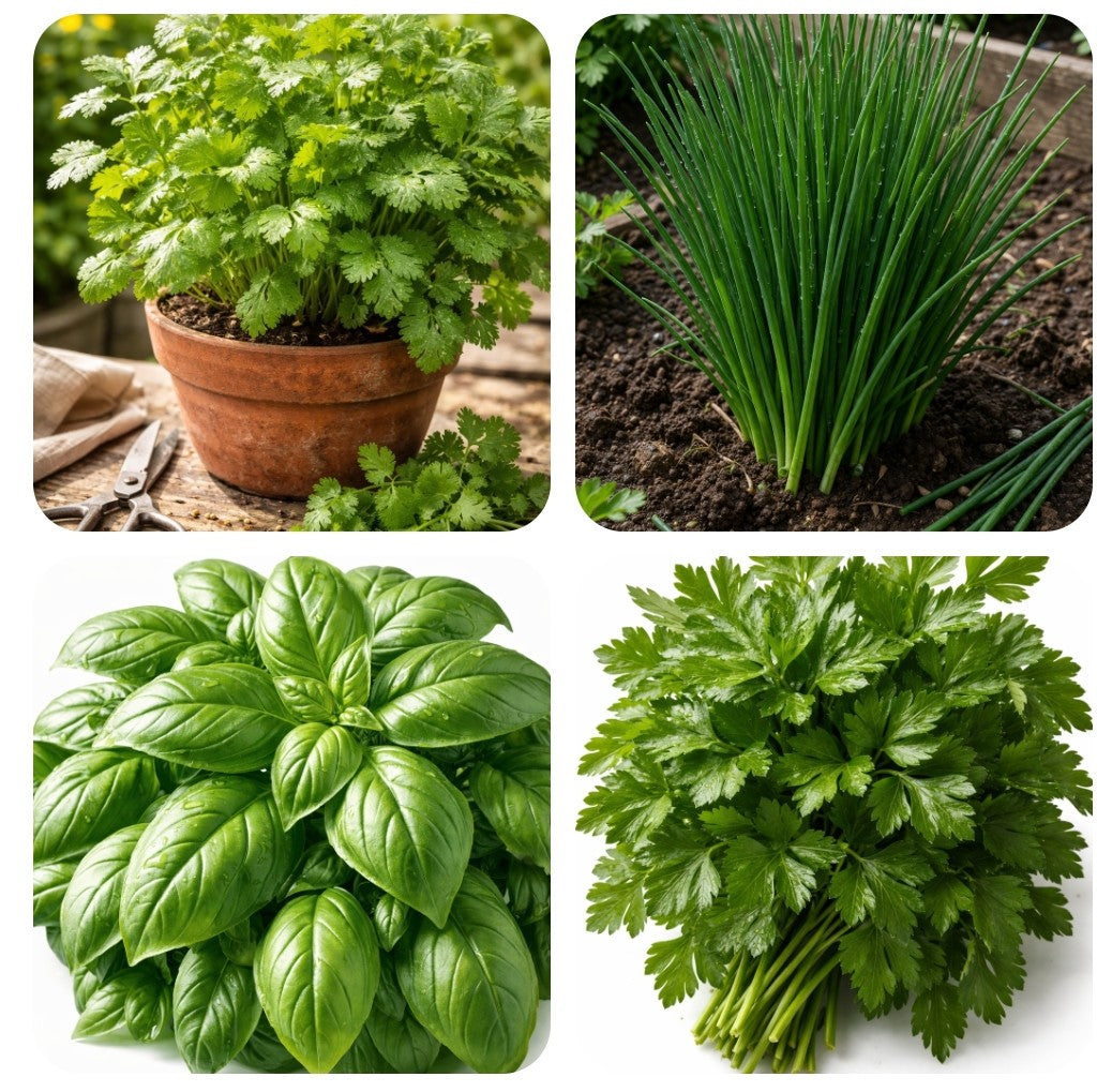 le kit essentiel des fines herbes