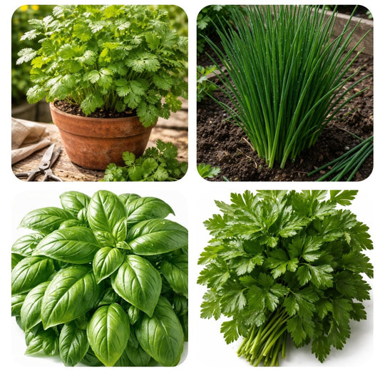 le kit essentiel des fines herbes