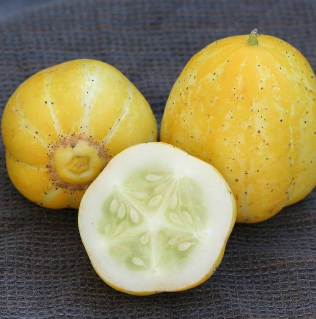 concombre citron