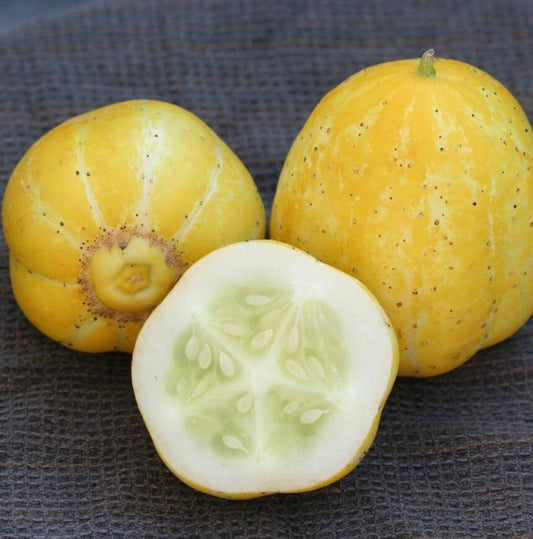 concombre citron